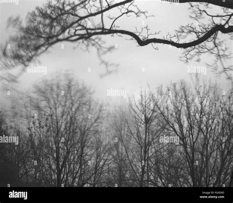 Trees blowing in the wind Stock Photo - Alamy