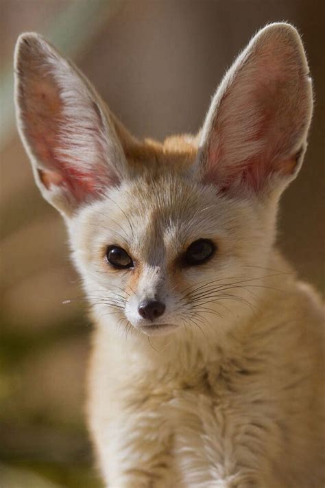 Fennec Fox | Pet fox, Fennec fox, Fennec fox pet