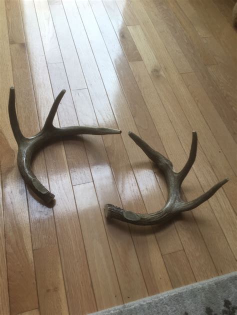 Rattling Antlers question | Kentucky Hunting