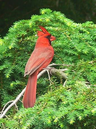cardinal, bird, red, winter, branch | Pikist