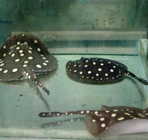 Import Export Freshwater Stingray in Thailand – Maipenrai Aquarium