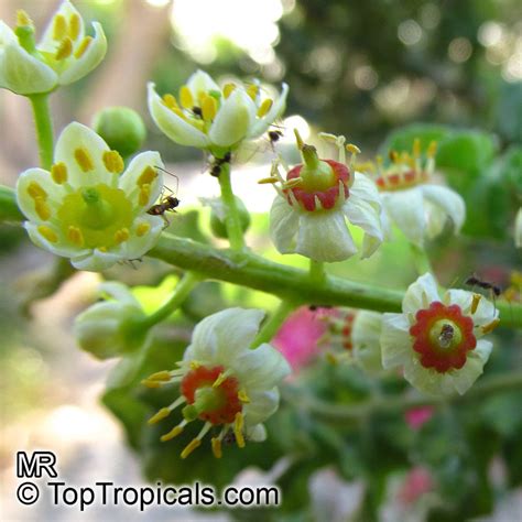 Boswellia sacra, Boswellia carteri, Boswellia undulato crenata, Frankincense, Olibanum Tree