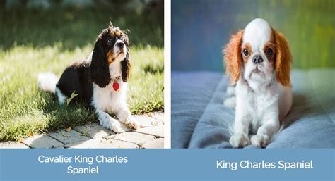 What Is The Difference Between A King Charles Spaniel And A Cavalier