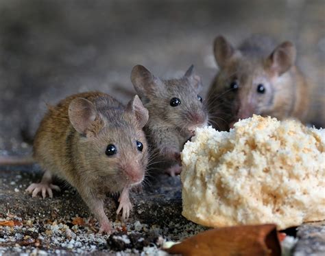 Mice Infestation: Identifying And Eliminating Mice In Your House