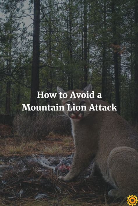 How to Avoid a Mountain Lion Attack | Mountain lion, Attack, Lion