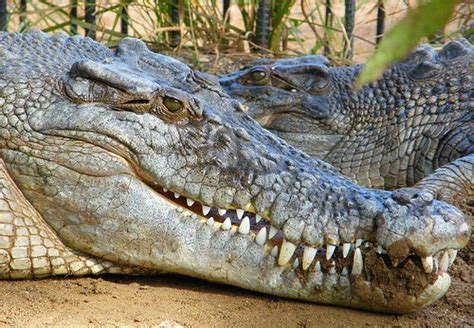 Australian Saltwater Crocodiles - Pictures And Facts About The Saltwater Crocodile