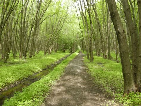 Two Creeks Forest - Ontario’s Conservation Areas