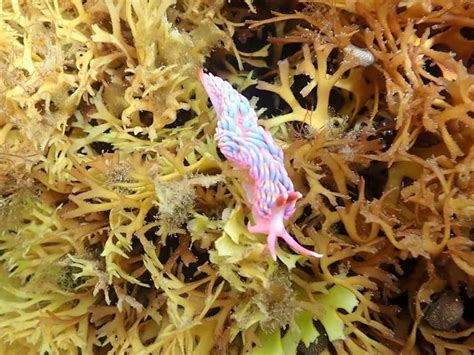 Rare rainbow sea slug spotted on UK shore by snorkeler for only the second ever time