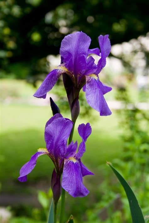 The Iris croatica is the national flower of Croatia. | Iris, Iris ...