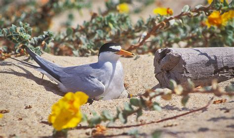 California Least tern | FWS.gov