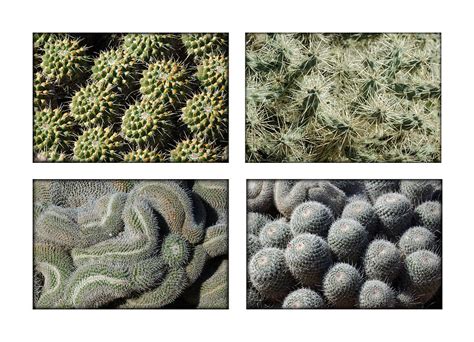 Arizona Cacti Photograph by Jill Reger - Fine Art America