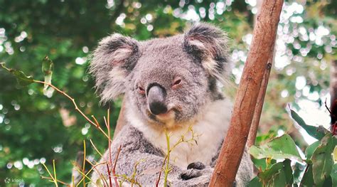 Currumbin Sanctuary Koala Experience in Gold Coast with Photo - Klook