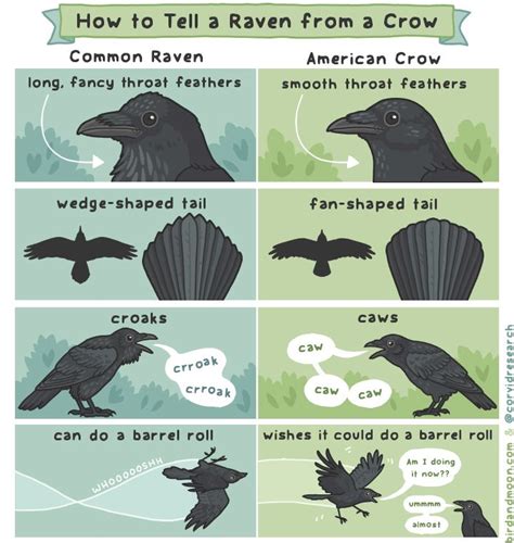 Raven vs Crow | Animal facts, Funny animals, American crow