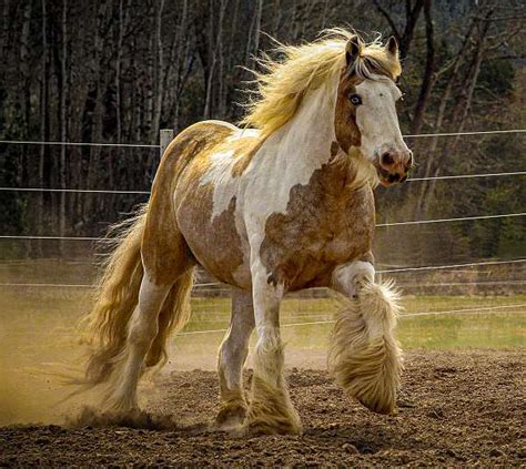 Buckskin gypsy vanner stallion PFR Mandarin Aquillion