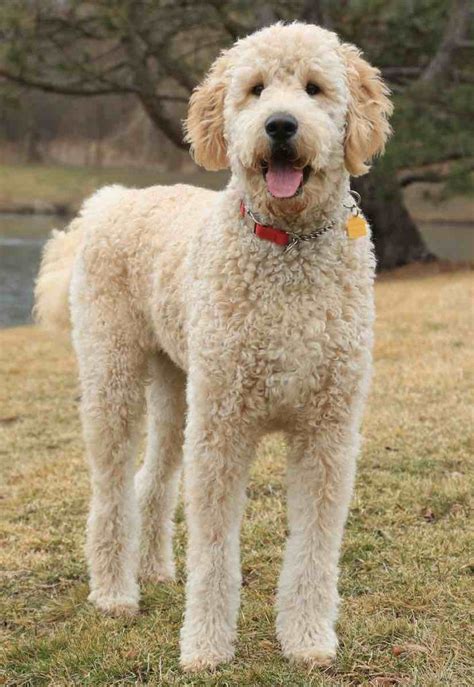 Goldendoodle designer dog breed - F1, F1b Goldendoodles ... | Goldendoodle grooming ...