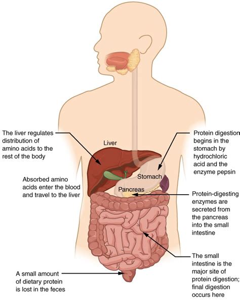 Chemical Digestion and Absorption: A Closer Look | Anatomy and Physiology II