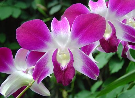 Dendrobium Orchid Care Tips