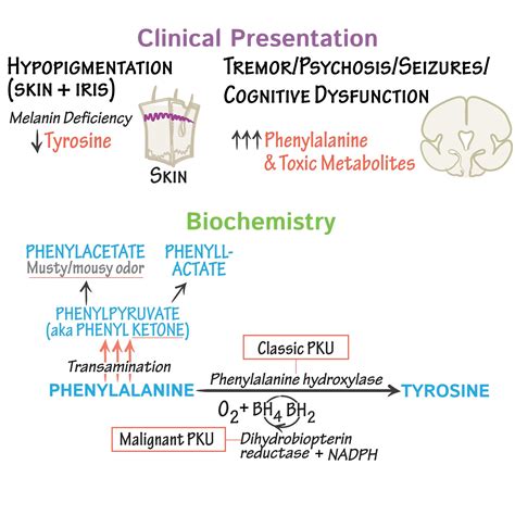 Pathophysiology Of Pku