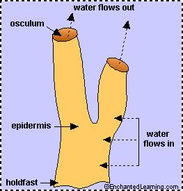 Sponges - EnchantedLearning.com