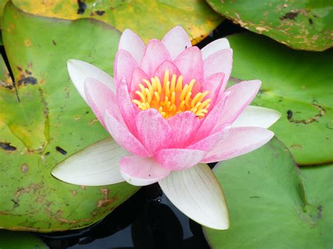 File:Fleur-lotus.jpg - Wikimedia Commons
