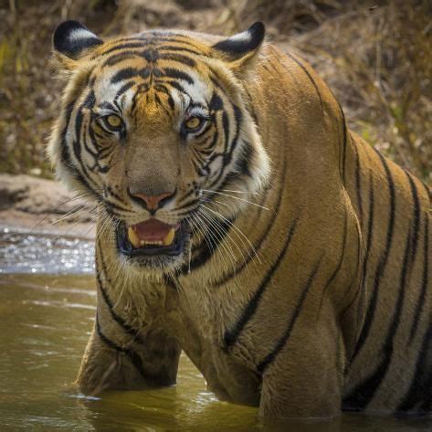 Photographic Print: India. Male Bengal tiger enjoys the cool of a water hole at Bandhavgarh ...