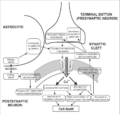 Biochemical mechanism of excitotoxicity. Energy deficit attenuates... | Download Scientific Diagram