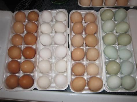 Egg Color Chart - Find Out What Egg Color Your Breed Lays | BackYard ...