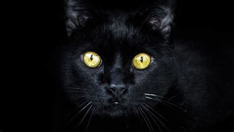 Las adopciones de gatos negros se paralizan para evitar que mueran en ...