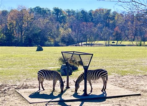 Cape May County Park & Zoo - Cape May County, NJ - Been There Done That with Kids