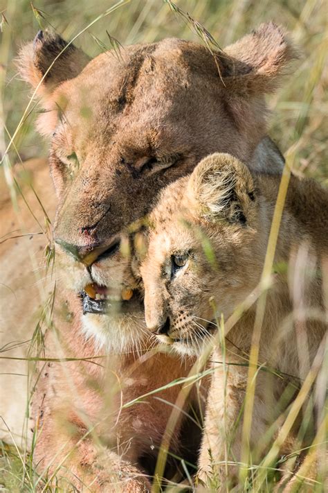 Kenya Wildlife Photography Safari Tour | Venture Photography Workshops