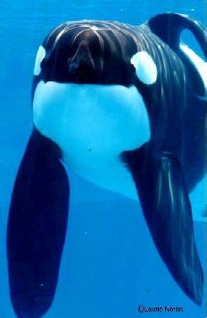 Kandu 7 | Orca tank Wiki | Fandom