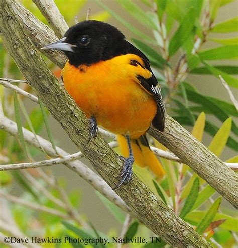 Baltimore Oriole | State of Tennessee, Wildlife Resources Agency