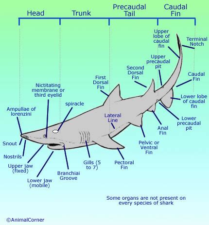 shark parts diagram - SeharishAylin