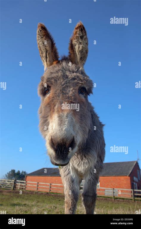 Old donkey hi-res stock photography and images - Alamy