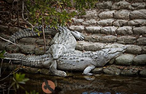 American Crocodiles (Florida Bay, Everglades National Park, 2001) | American crocodile, Florida ...