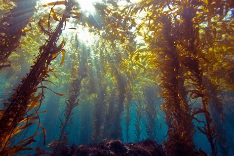 12 Unusual Facts About Kelp Forests