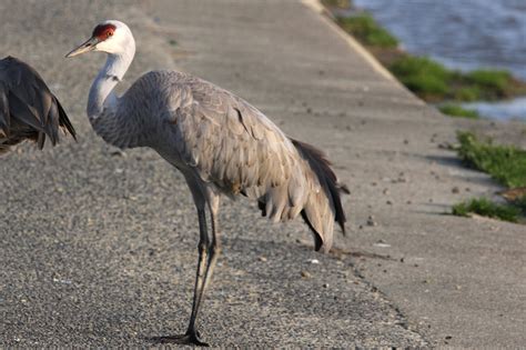 Gruidae Cranes - Adelaide Ornithologists' Club