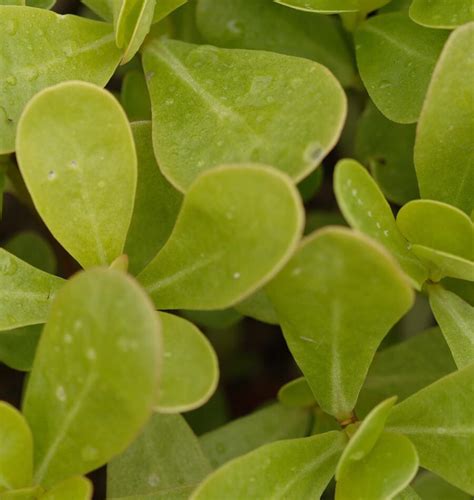 Garden Purslane Seeds – West Coast Seeds