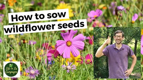 How to sow wildflower seeds - YouTube