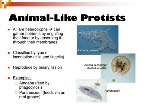 PPT - Kingdom Protista PowerPoint Presentation, free download - ID:1796040