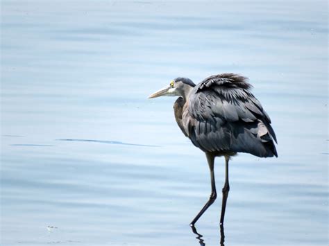 Ruffled Blue Heron Feathers by gloria jones · 365 Project