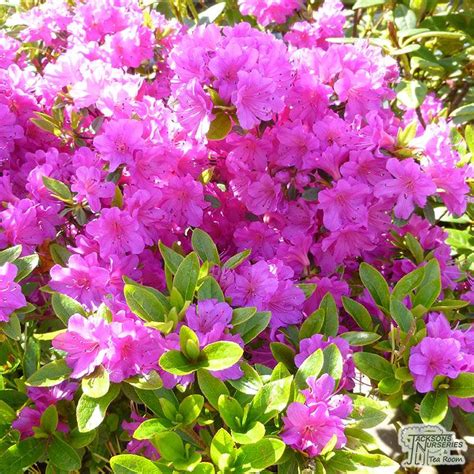 Buy Azalea japonica Blue Danube (Japanese Azalea) in the UK