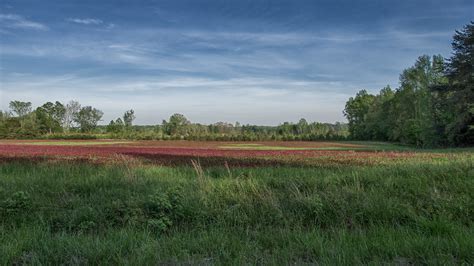 Field with Red Flowers | Vincent1825 | Flickr