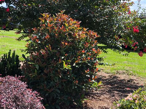 Viburnum Coppertop: The next Big Landscaping Shrub | Mr Plant Geek