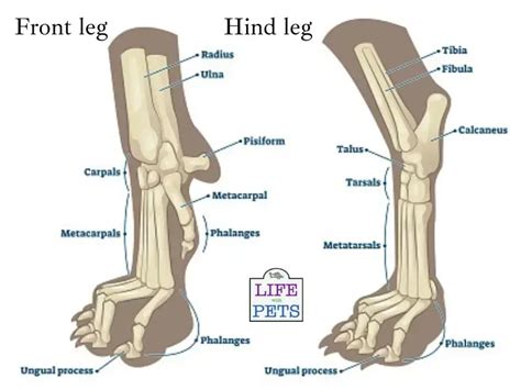 Cat Paw Anatomy 101: Everything You Need To Know • 2023 Ruffle Snuffle in 2023 | Leg anatomy ...