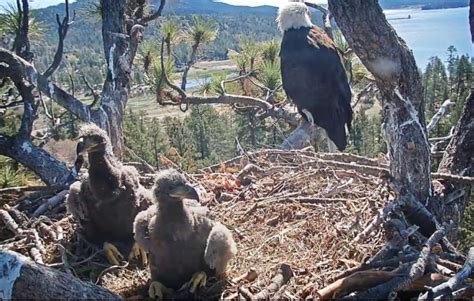 Big Bear bald eagle chicks named ‘Cookie’ and ‘Simba’ by Southern California schoolchildren ...