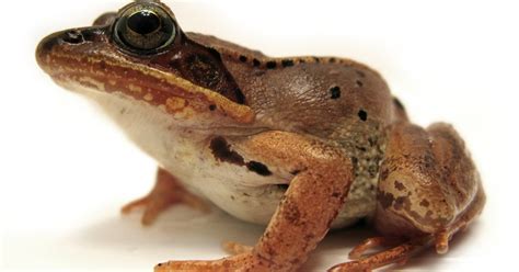 Frogs Freeze to Survive the Alaskan Winter | Audubon