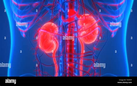 Anatomy Of The Human Urinary System With Main Parts L - vrogue.co