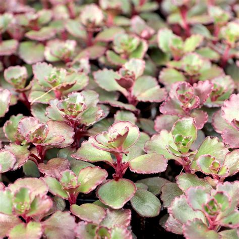 Sedum spurium 'Dragon's Blood' - Mountain Crest Gardens