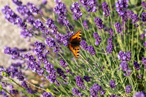 Colorful Butterfly On The Blooming Lavender Flowers. Stock Photo ...